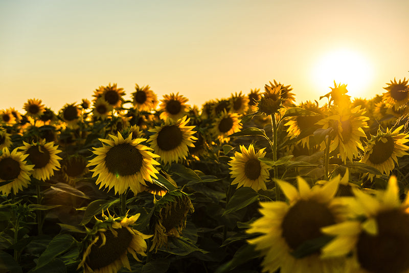 Surprising reasons to top up with Vitamin D